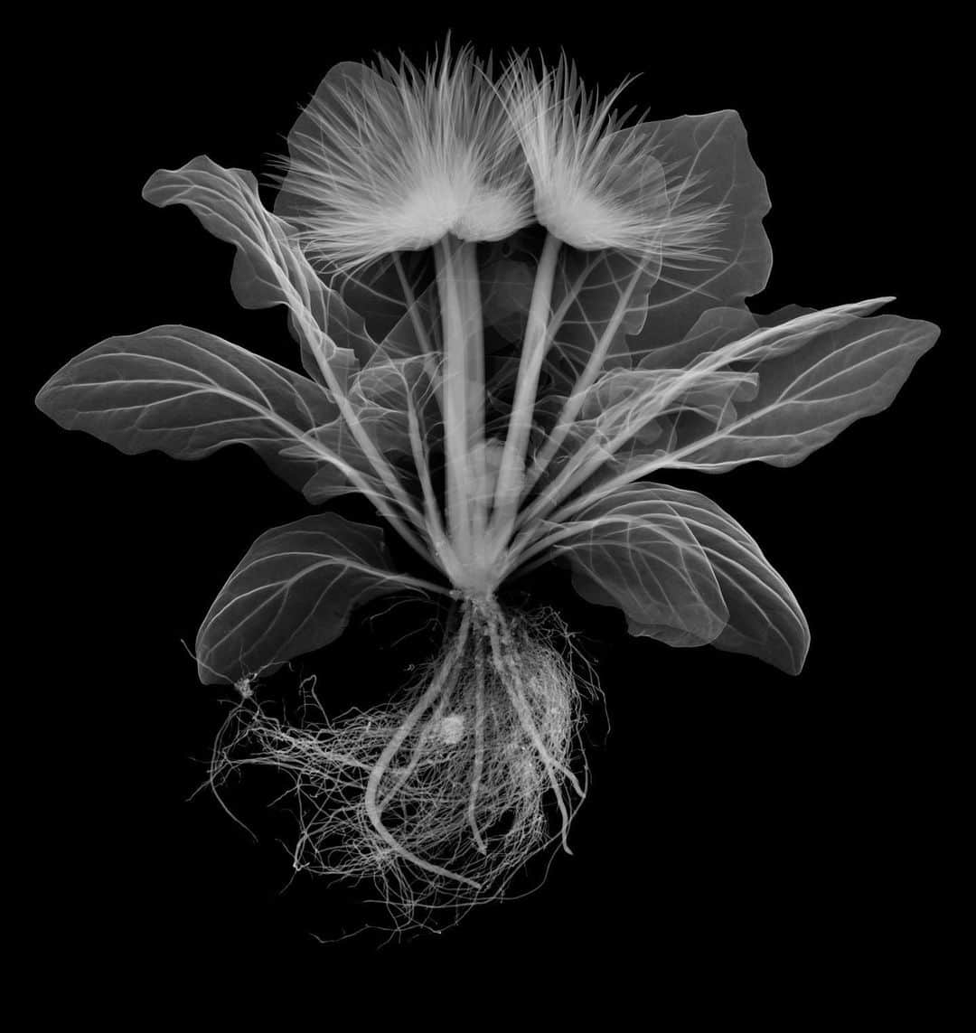 東信のインスタグラム：「X-ray Flowers #amkk #amkkproject #makotoazuma #azumamakoto #東信花樹研究所 #東信 #jardinsdesfleurs #shiinokishunsuke #flowerart #flower #flowers」