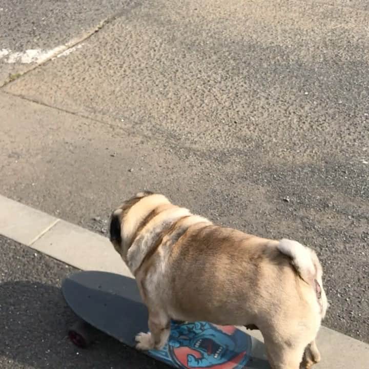 gontaのインスタグラム：「Gonta on May 27, 2018.  Even if it hits the pole, it is riding without losing balance.💪🛹」
