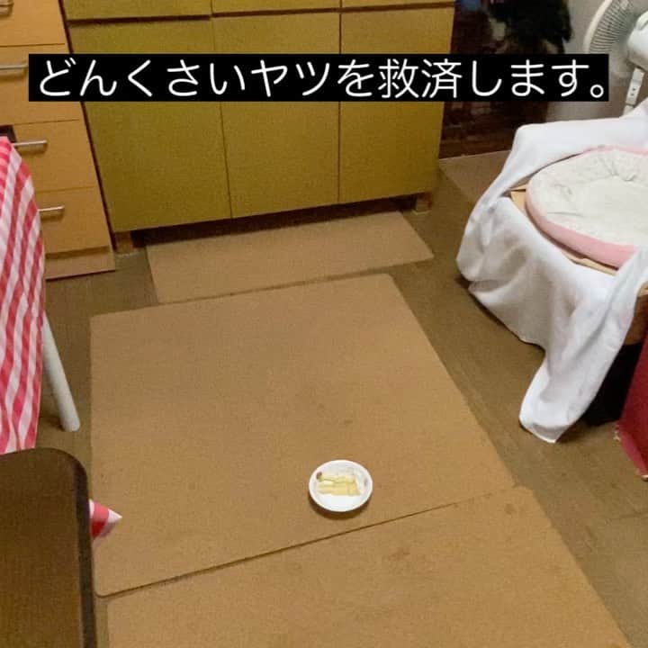 メルロコ一家の楽屋裏のインスタグラム