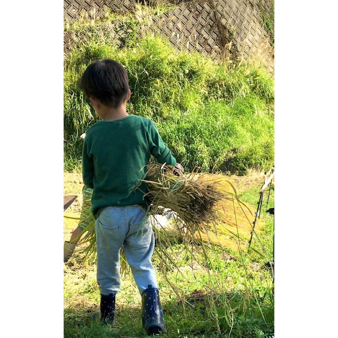伴都美子さんのインスタグラム写真 - (伴都美子Instagram)「✔️ ⁡ 稲刈りの手伝いへ。 ⁡ 子供たちは3歳からやってるからか、 鎌の使い方は手慣れたもの。 ⁡ 暑い中おつかれ様でした！  ⁡ 母は筋肉痛です。。 ⁡ ⁡ #🌾」10月12日 22時41分 - van._doasinfinity