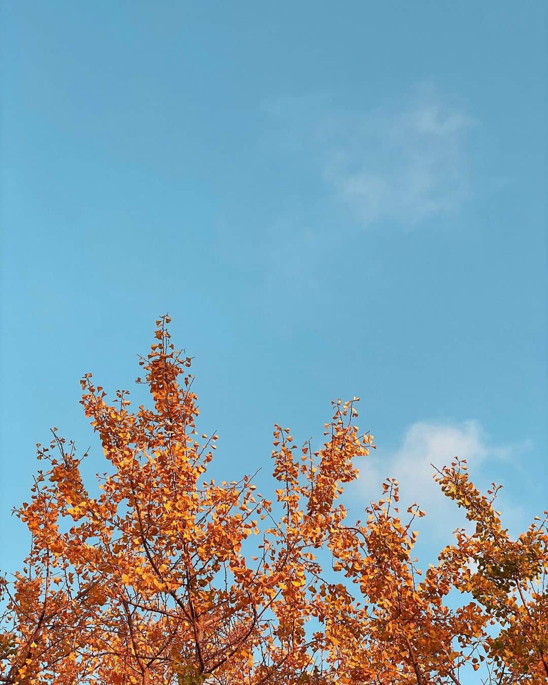 ミランダ・カーさんのインスタグラム写真 - (ミランダ・カーInstagram)「Falling into fall 🍂☀️🪂」10月13日 6時28分 - mirandakerr