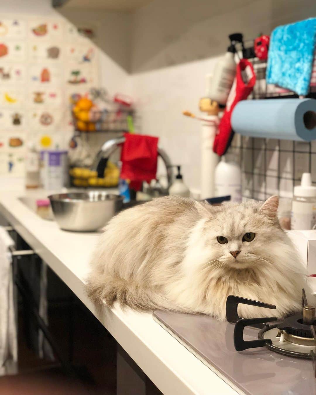 JOYさんのインスタグラム写真 - (JOYInstagram)「今日のお料理担当はびょーちゃんに決定。  #得意料理を聞いてみたら #ブルーチーズとアーティーチョークのキッシュ #とのこと #うん #今すぐカフェ開業した方がいいよキミ #新しいタイプの猫カフェ #コックが猫 #ネコック #この料理を作ったシェフに会いたいと客が言うと #キッチンから猫登場 #一応コック帽も被ってる #ニュー猫カフェのマイナス点 #料理に毛が入りがち #でも #全ての料理の最後に #のヘアー添え #って付ければ解決 #あくまでも添えてるだけ #スパイシーカレーのヘアー添え #パンケーキのヘアー添え #シーザーサラダのヘアー添え #来店お待ちしてます」10月13日 10時08分 - joy.official