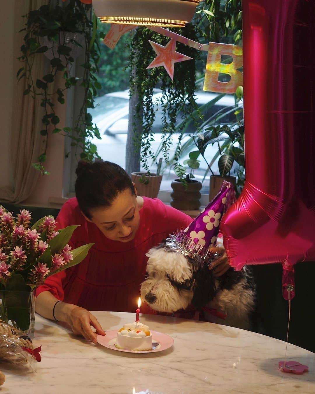 桐島かれんさんのインスタグラム写真 - (桐島かれんInstagram)「ダリの誕生日。 一歳になりました。 はじめてのケーキ。  #シュナプー#シュヌードル#schnoodle」10月13日 14時22分 - houseoflotuskaren