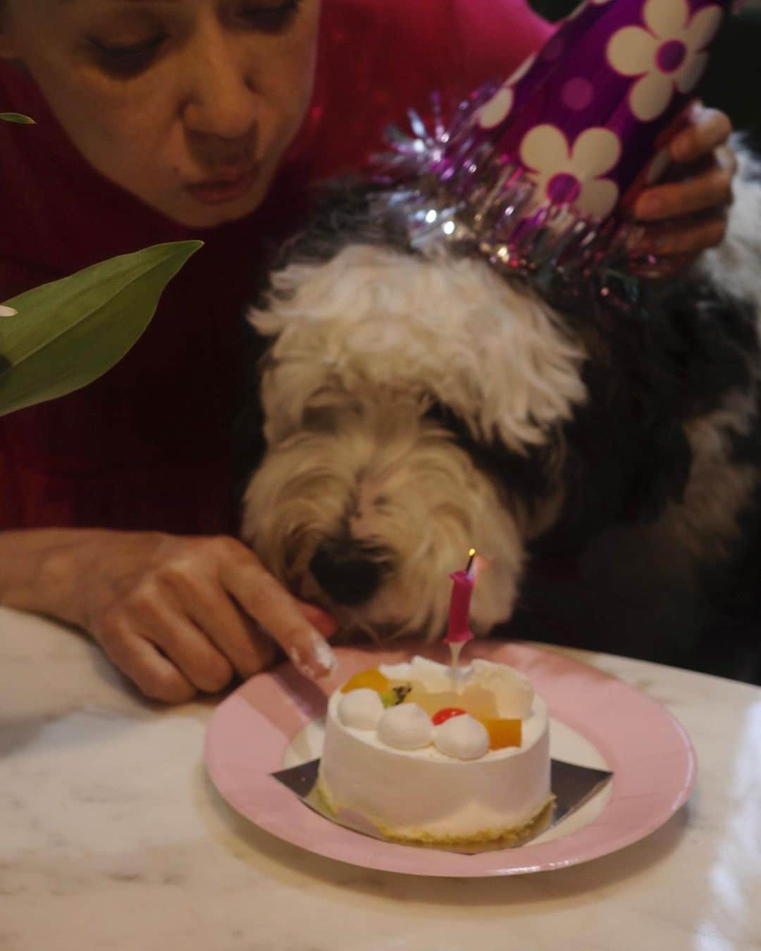 桐島かれんさんのインスタグラム写真 - (桐島かれんInstagram)「ダリの誕生日。 一歳になりました。 はじめてのケーキ。  #シュナプー#シュヌードル#schnoodle」10月13日 14時22分 - houseoflotuskaren