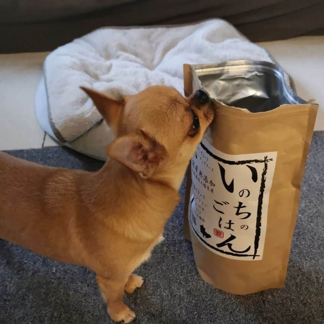 風子のインスタグラム：「人間が食べてる食材だけで作ってるドッグフード🐕  鶏胸肉、レバー、さつまいも、かぼちゃ、人参、りんご、キャベツ、大根、白菜、小松菜、煮干し、五穀（大麦、もちきび、もちあわ、アマランサス、白ごま）だけ！！  グルテンフリーでアレルギーがあるわんちゃんにも対応してるよ🐕  うちのニムもお気に入り✨ 飛びついてくる🐕 カリカリカリカリ食べてます🐕  pr @mypeki5 #無添加ドッグフード #いのちのごはん #愛犬ごはん #犬の健康 #総合栄養食」