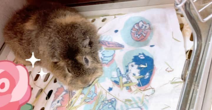 のインスタグラム：「留守番もふもふ(꒪˙꒳˙꒪ )໒꒱ #モルモット #guineapig  #もふこ #エヴァンゲリオン」