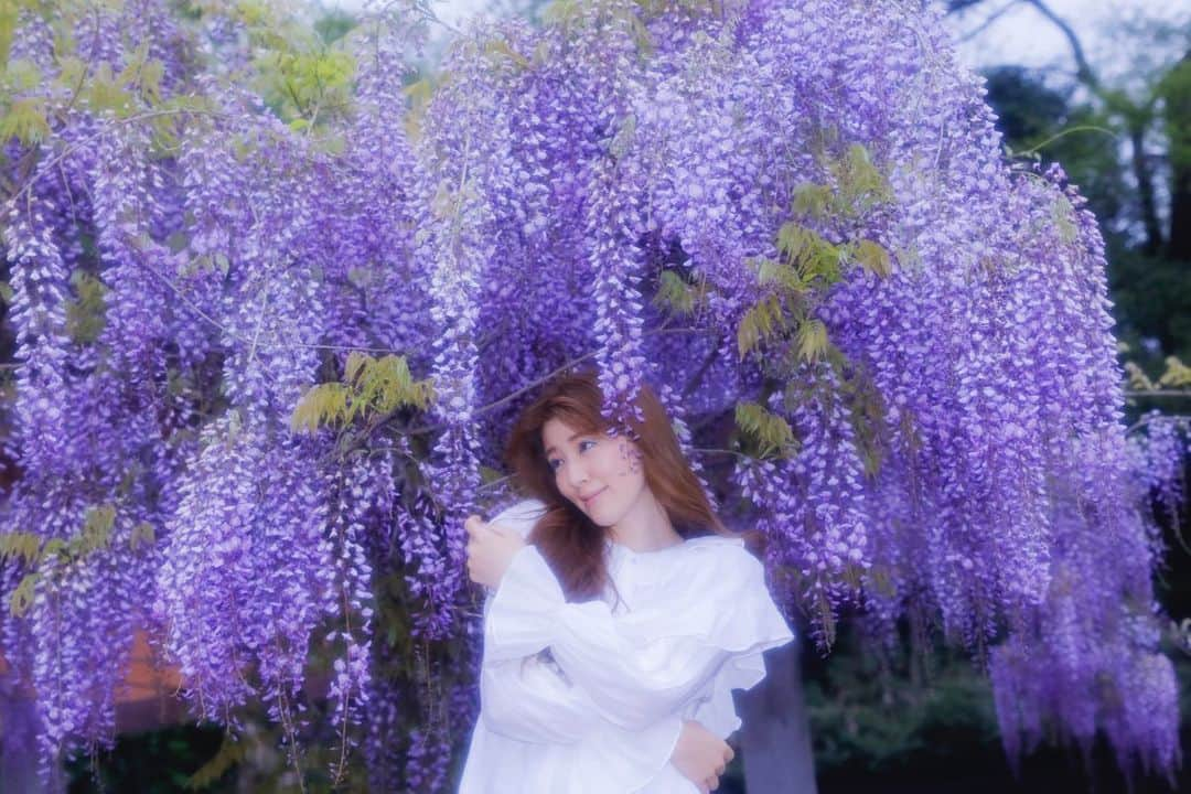 岡本杏理さんのインスタグラム写真 - (岡本杏理Instagram)「藤「恋に酔う」 #藤 #wisteria #紫藤花 #등꽃 #anrisflower」9月19日 22時26分 - anri_okamoto