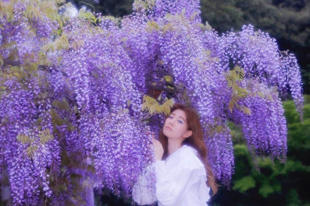 岡本杏理さんのインスタグラム写真 - (岡本杏理Instagram)「藤「恋に酔う」 #藤 #wisteria #紫藤花 #등꽃 #anrisflower」9月19日 22時26分 - anri_okamoto