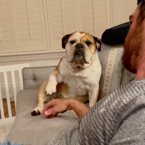 のインスタグラム：「No one likes a relaxing Sunday more than this girl 🐶 Hope you all enjoyed a peaceful weekend. #goodtobehome」
