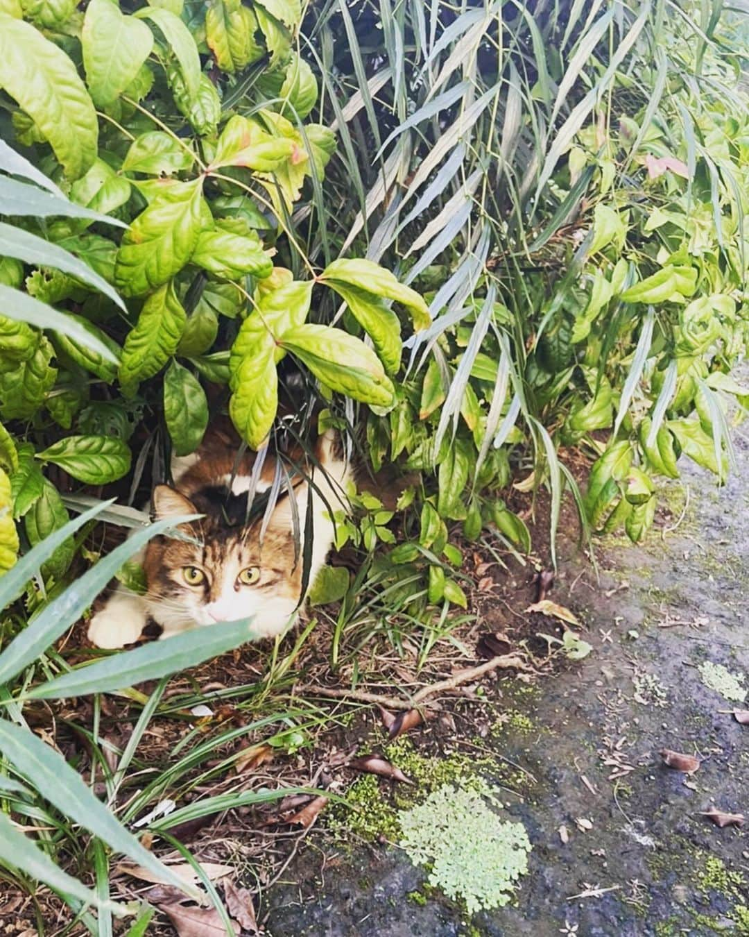 大草直子さんのインスタグラム写真 - (大草直子Instagram)「なんて気持ちが良い月曜日。テラスでひなこと朝ごはん。部長は茂みを監視中。 今日は仕事。お休みの方もお仕事の方も。結局休めない家のあれやこれやがある方も、素敵な月曜日を！ @amarc_official  #costanova  #royalcopenhagen  #1週間くらい休みたいな #昨日は山のエネルギーをもらったから #今日も頑張ろ #すっかり秋だ」9月20日 10時32分 - naokookusa