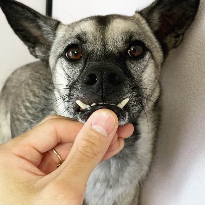 BLADeのインスタグラム：「今日もシャクレてる🌛   #野犬の子　#野犬だって可愛い家族になるよ #野犬から家庭犬へ #いぬすたぐらまー  #元保護犬　#保護犬　#野犬　#元野犬　#稲ちゃん　#稲ちゃん犬」