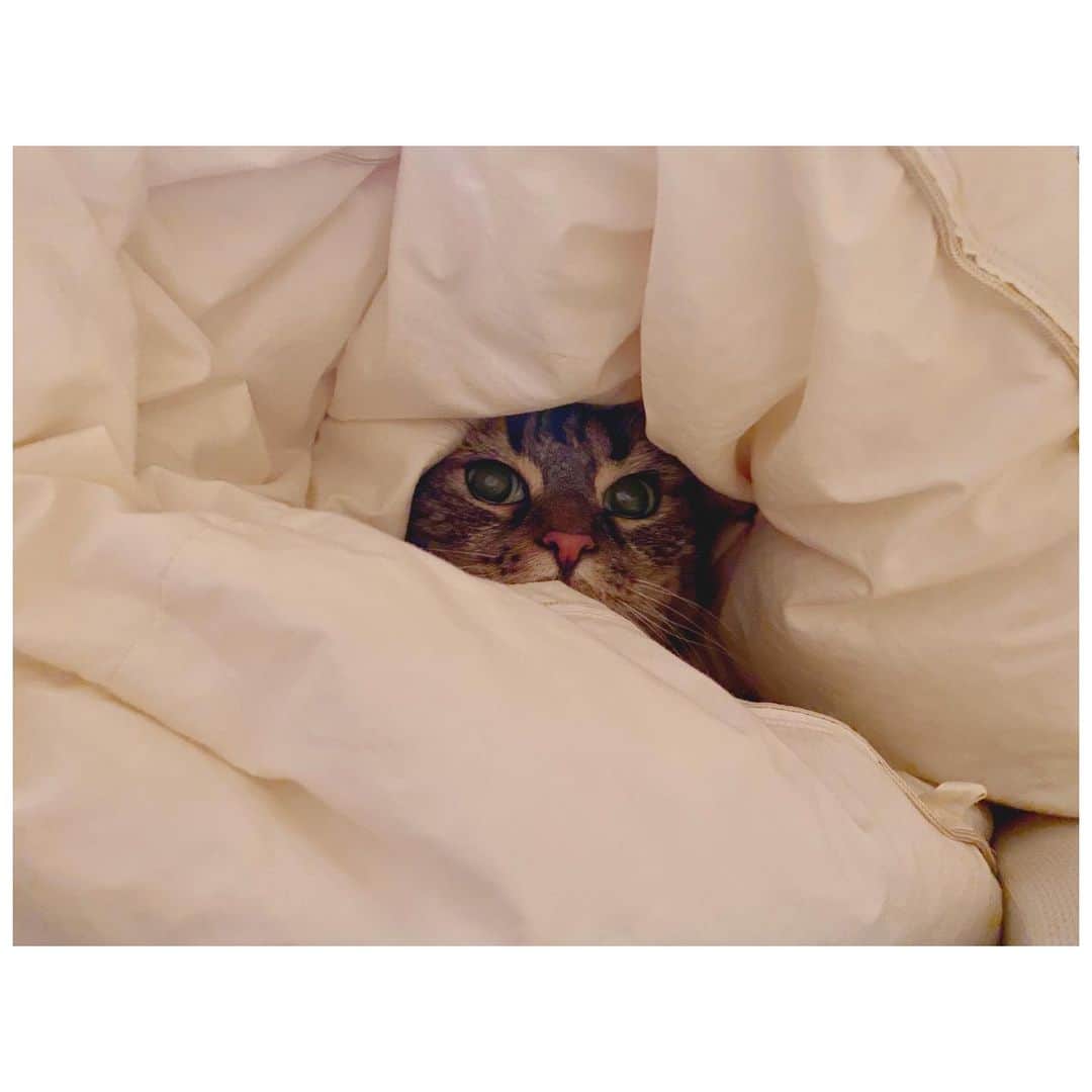 小池里奈さんのインスタグラム写真 - (小池里奈Instagram)「☁️🐈☁️  今日はとっても良いお天気ですね👏  朝から体を動かしてとても良い気分です☺️🌿  寝具の洗濯をしたのですが、ルルが咄嗟にくるまっていました。笑  かわいい。  #🐈 #catstagram  #catlover #ねこすたぐらむ #ねこのいる生活  #고양이  #고양이그램  #サイベリアン #siberian」9月20日 14時38分 - koike_rina_93