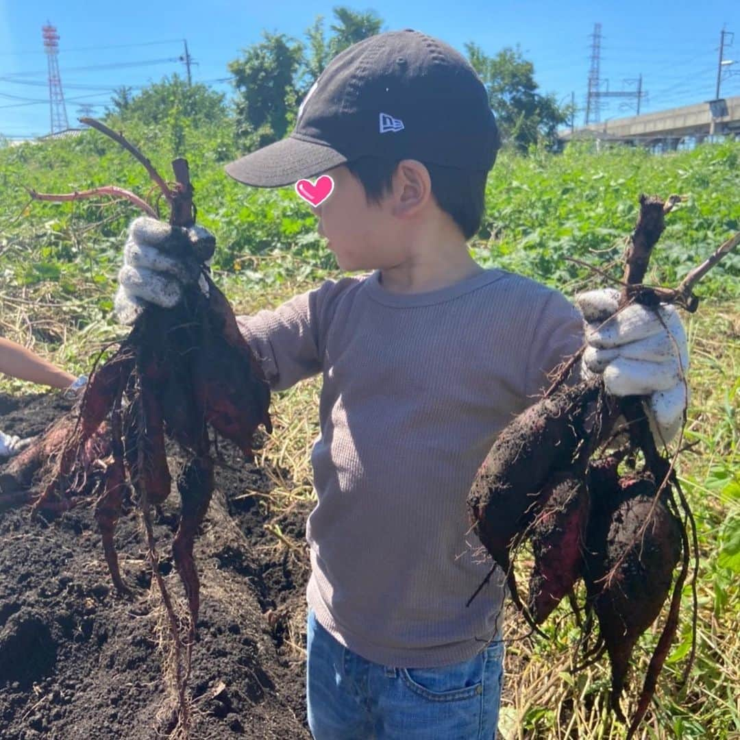 安田美沙子さんのインスタグラム写真 - (安田美沙子Instagram)「芋掘りに行って来ました🍠 目をキラキラさせて、ほりほり。 こんな立派なさつまいも。 嬉しいね☺️✨  紙に包んで2週間寝かせるといいそう。待ち遠しい。笑  とうもろこしに続き、2度目の畑体験となると、子供達は裸足が得意になりました⭐️  もっともっと自然体験やらせてあげたい！！キラキラしてほしい。  #さつまいも掘り　#食育 #自然　#畑体験　#きらきら #野菜　#裸足　#アーシング」9月20日 15時43分 - yasuda_misako