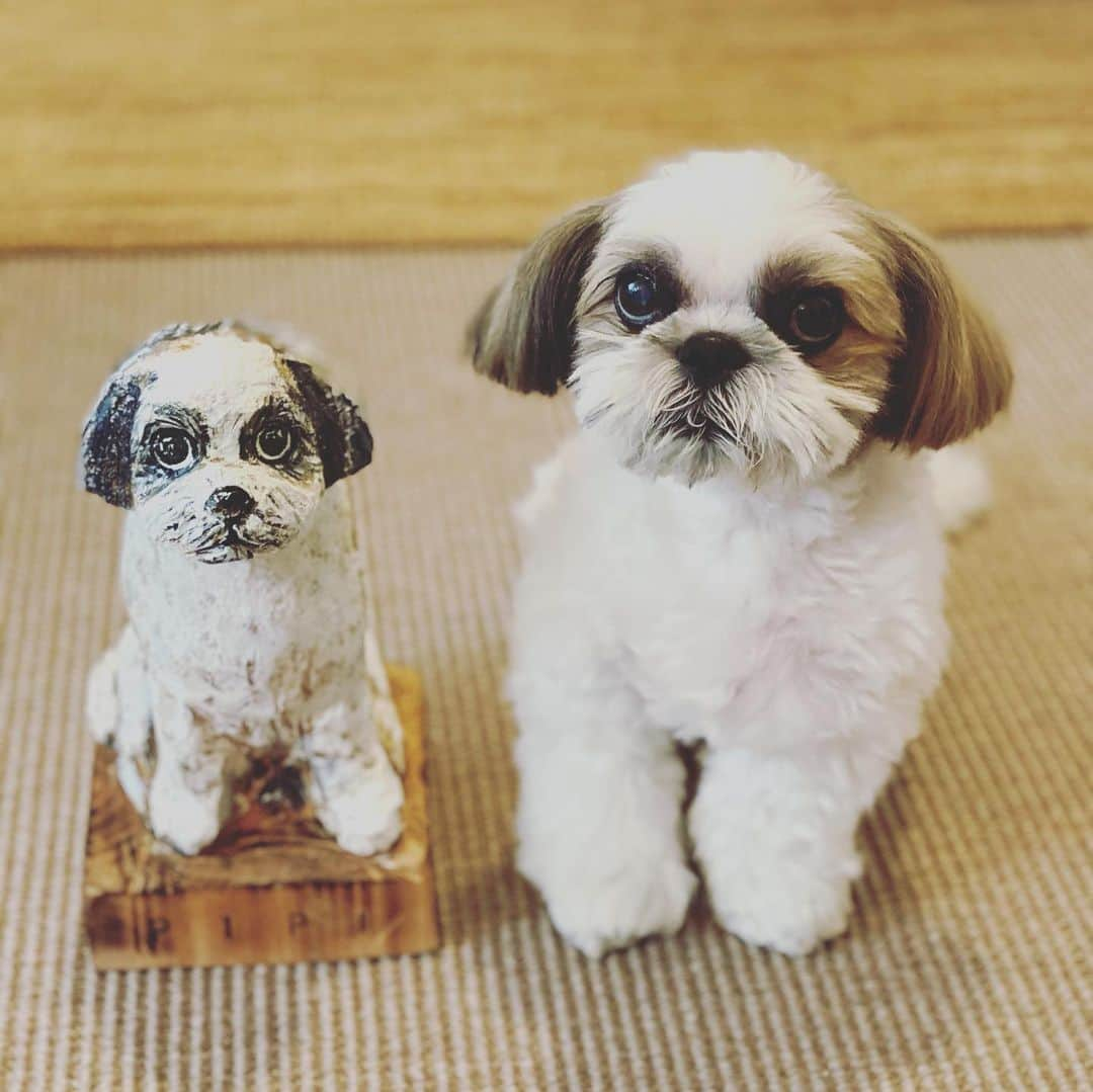 浜島直子さんのインスタグラム写真 - (浜島直子Instagram)「みなさんこんにちは🐶  犬柱のぼくに　ついに　継子ができました🐶  ぼくは　犬柱として　まいにち　とてもいそがしいので  げんかんの　みはりは　ぼくの継子に　やってもらうことにします🐶  これでぼくは　ゆっくり　ゆめのなかを　パトロールできます🐶✨  みなさんも　がんばってください🐶✨✨ ・ 造形作家のキンタさん( @kinta_studio0105 )に創ってもらった木彫りのピピちゃん。 益子からはるばる我が家へやってきました。 もう、もう、そっくりすぎて、その佇まいの愛らしいこと😭✨🐶❤️ キンタさんが真心込めて丁寧に創ってくださった温もりも伝わってきて、しみじみと、じんわりと、素敵だなぁと感じます🥰 (写真6〜8枚目の写真はキンタさんが送ってくださった創作過程。9枚目は完成！キリッとした瞳がオヤツをおねだりする時と同じ🤣❣️)  いやー、我が家の宝物だわ✨  キンタさん、本当にありがとうございます🙏💕 紹介してくれた赤松さんも、ありがとう〜💋 ・ #キンタさん #kinta #kintastudio  #アーティスト #造形家 #造形作家 #木彫り #オブジェ #宝物 #家宝 #守り神 #ピピちゃん #シーズー #元保護犬」9月20日 15時58分 - hamaji_0912