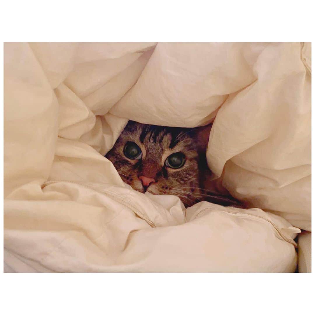 小池里奈さんのインスタグラム写真 - (小池里奈Instagram)「あの…とっても可愛いので…もう1枚共有させてください🙇‍♀️  ねこばか？おやばか？ですみません🐈🧡笑  あーーー。かわいい。  #🐈 #catstagram  #catlover #ねこすたぐらむ #ねこのいる生活  #고양이  #고양이그램  #サイベリアン #siberian」9月20日 16時00分 - koike_rina_93