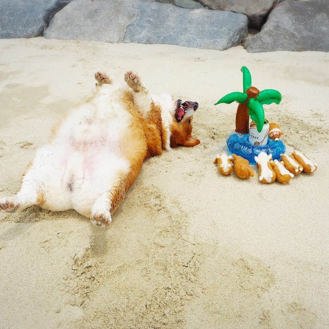 ericoのインスタグラム：「✩ ✩ 夏の思い出その2 Summer memories☀️🌴🏖  Lie on the beach, sunbathe and get a tan.  ✩ 表を焼いたら もちろん裏もしっかり焼きます！ #お揚げから溢れるお米感 #ジャンボ焼きいなり ✩ #いつも心に力丸を  #君がいないと #それいけ力丸くん #コーギー  #犬のいる暮らし#pembrokewelshcorgi  #corgistagram #barked #myfavcorgi #buzzfeed #corgisofinstagram  #dailyfluff #9gag #weeklyfluff #dogstagram #corgibutt   #корги #코기  #力丸父ちゃんの育メン日記 #父ちゃんはつらいよ」