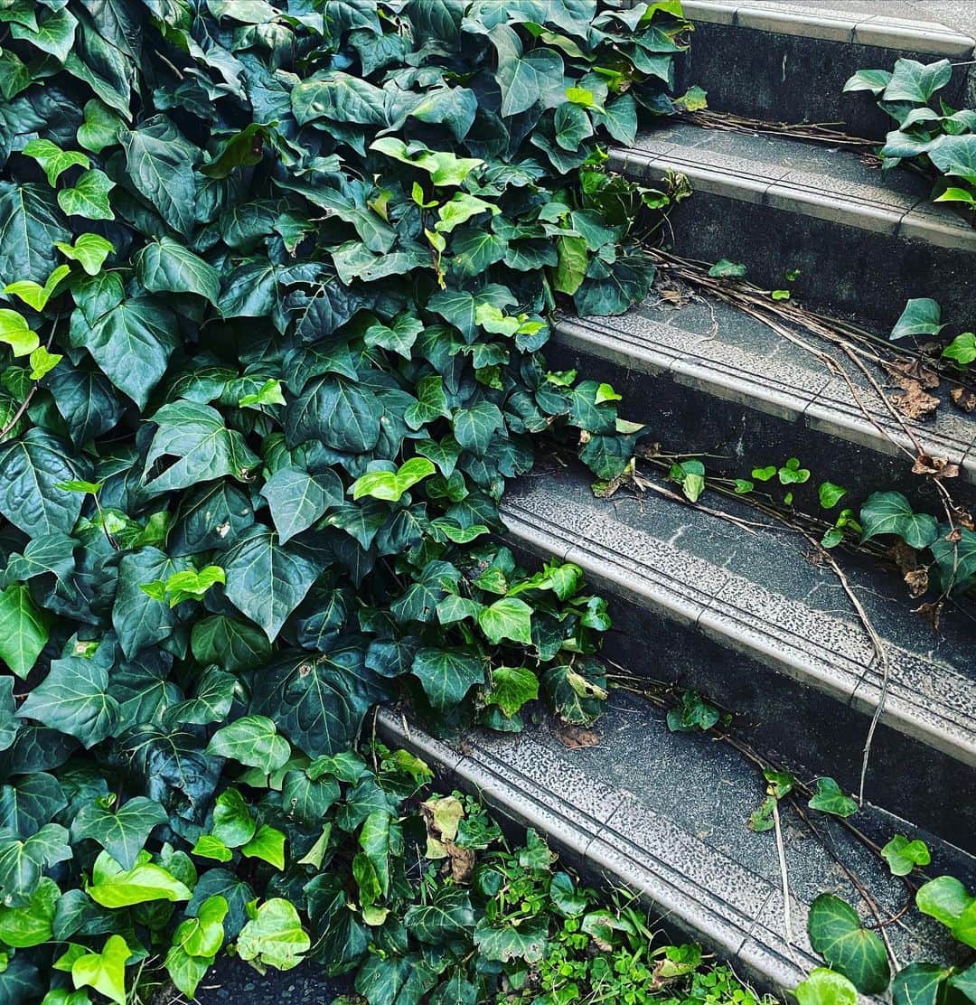板谷由夏 さんのインスタグラム写真 - (板谷由夏 Instagram)「階段がいいか、アイビーか さあ、どっちだ？」9月20日 18時54分 - yukaitaya