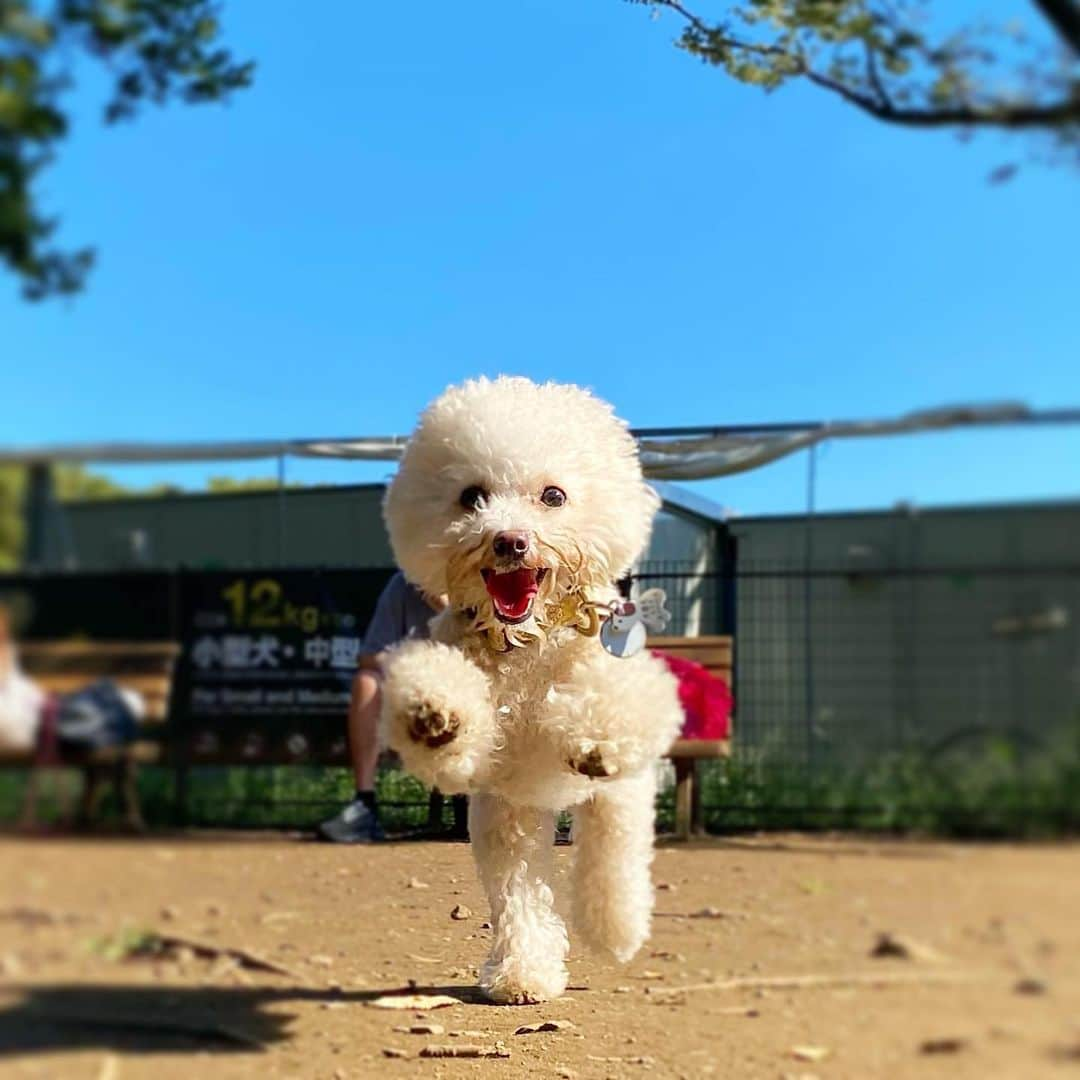 三谷紬さんのインスタグラム写真 - (三谷紬Instagram)「* 今日は久しぶりの足袋さん❣️ 近場のドッグランに行った時のもの🐶♡ 久しぶりのお外にフィーバーしてました😂 とにかくそこら中走り回って 身体中泥んこ笑 1.2枚目は奇跡のキメ顔。 3.4枚目は本来の姿🤭 狂気の沙汰です😂😂 * #teacuppoodle#poodle#dog#dogrun#run#doglover#dogstagram#dogsofinstagram#dogoftheday#今日のわんこ#犬#もふもふ#いぬすたぐらむ#犬好きな人と繋がりたい#プードル#ティーカッププードル#クリーム#cream#ドッグラン#テレビ朝日#アナウンサー#三谷紬」9月20日 20時45分 - mitani_tsumugi