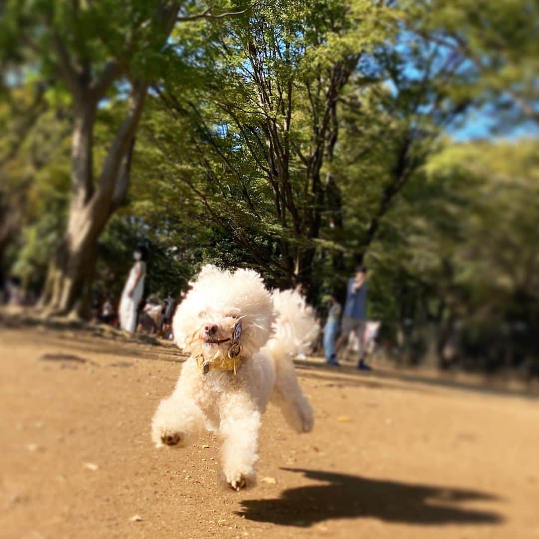 三谷紬さんのインスタグラム写真 - (三谷紬Instagram)「* 今日は久しぶりの足袋さん❣️ 近場のドッグランに行った時のもの🐶♡ 久しぶりのお外にフィーバーしてました😂 とにかくそこら中走り回って 身体中泥んこ笑 1.2枚目は奇跡のキメ顔。 3.4枚目は本来の姿🤭 狂気の沙汰です😂😂 * #teacuppoodle#poodle#dog#dogrun#run#doglover#dogstagram#dogsofinstagram#dogoftheday#今日のわんこ#犬#もふもふ#いぬすたぐらむ#犬好きな人と繋がりたい#プードル#ティーカッププードル#クリーム#cream#ドッグラン#テレビ朝日#アナウンサー#三谷紬」9月20日 20時45分 - mitani_tsumugi