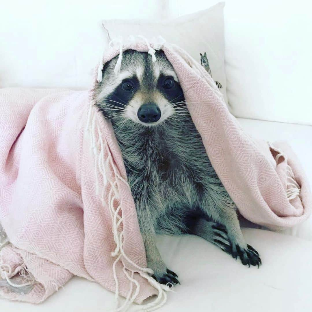 パンプキンさんのインスタグラム写真 - (パンプキンInstagram)「Anybody else feeling like crawling back into bed this Monday morning? #mondaymotivation #mondaymood」9月20日 21時05分 - pumpkintheraccoon