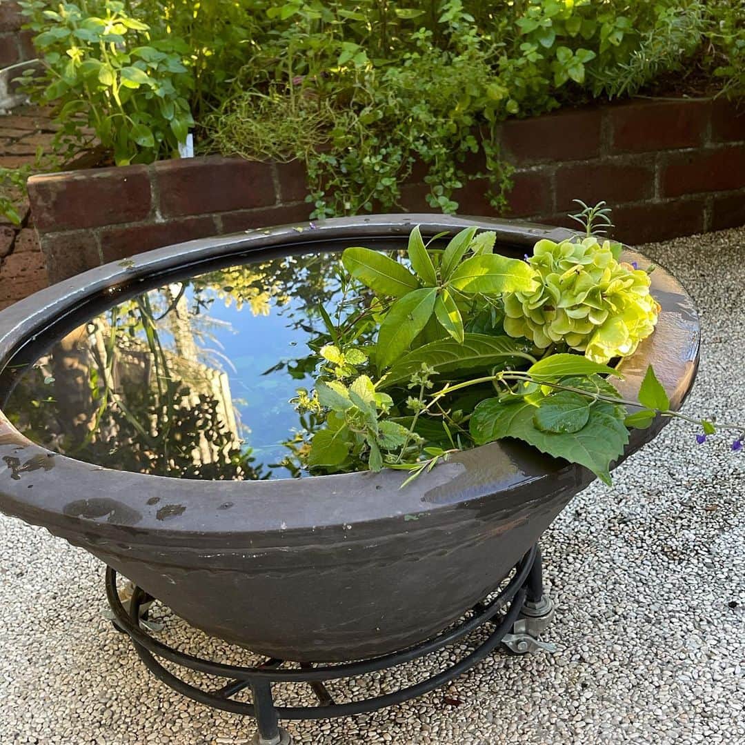 栗原はるみさんのインスタグラム写真 - (栗原はるみInstagram)「みなさんおはようございます。 今、私は庭の水鉢を見ながらアイスカフェオレを飲んでいます。昨日の夕方撮った水鉢の写真です。西陽が当たってきれいですよね〜。 昨日は大好きな昆布の佃煮を作ってみました。もしよかったら作ってみませんか？ 作り方 細い昆布  30g(早煮昆布) 醤油　　大さじ3  みりん　大さじ3  砂糖　　大さじ2 酒　　　大さじ2 1  細い昆布をよく洗って水で5分ほどつけてから戻し水気を切っておく。 2  鍋に調味料を入れしばらく煮詰めとろみがついたら昆布を入れて弱火で煮て味をからめる。 昆布が細くて柔らかいので煮る時間を気をつけて。好みで赤唐辛子や胡麻、山椒の醤油煮を入れてもいいですね。私はだいたいこの分量で作りますが疲れていたら少し甘めにお茶漬けを食べたい時はお醤油を多めにします。実はいろいろ味をためしていたらこんなに沢山出来てしまいました。冷蔵庫に常備菜があると何故か安心感がありますよね。一度に沢山作らないで小さな分量で作ると気楽に作れるのと分量を測らなくてもすぐに作れるようになります。常備菜がいろいろ作れたら毎日が楽しくなりますよね。 私はみなさんからいろいろなことを学んでいます。落とし蓋一つとっても自分が知らない事や私よりももっといいことを教えていただいています。 昨日は私と同じような方が沢山いらっしゃることにも驚きましたが優しい言葉をかけていただいて本当に幸せな気持ちになりました。こんなこと書いてもいいのかととても迷いましたがみなさんの優しい言葉に涙がでました。私も頑張らないとですよね。 みなさん今日と明日働いたらまたお休みですね〜。今日も楽しい一日を忘れないようにしましょう。 #栗原はるみ  #kuriharaharumi  玲児さんが頑張ってねと。」9月21日 7時02分 - harumi_gram