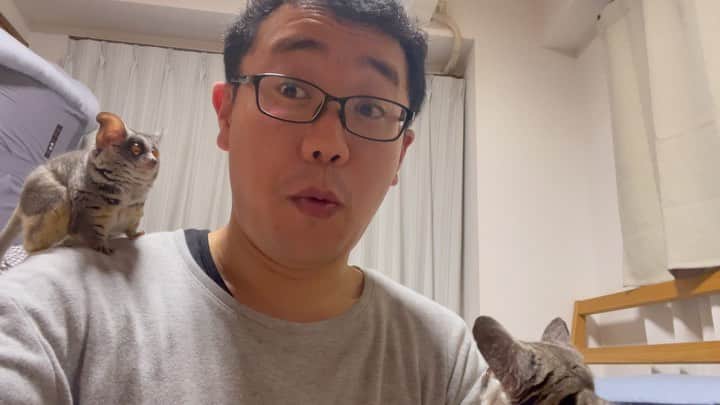 パーマ大佐のインスタグラム：「ペット飼いたいのよねぇ。 #パーマ大佐  #バツイチに飼われる動物の気持ちを考えて下さい  #ショウガラゴ  #プラムちゃん  #ぱんじろうくん  #可愛すぎる  #動物っていいよね  #自然と動物が大好き」