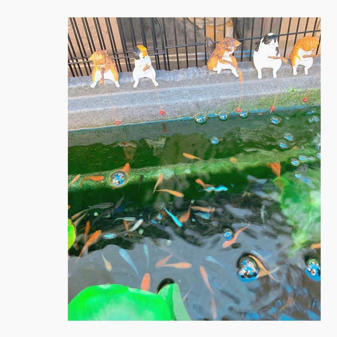 宇賀神メグさんのインスタグラム写真 - (宇賀神メグInstagram)「🎣  . .  気持ちの良いお天気だったので 近所を散歩していたら 可愛い猫ちゃんたちが 釣りをしていましたよ。  メダカ釣れたかな。☺️  . .  #メダカ #猫 #釣り」9月21日 18時15分 - ugajin_megu