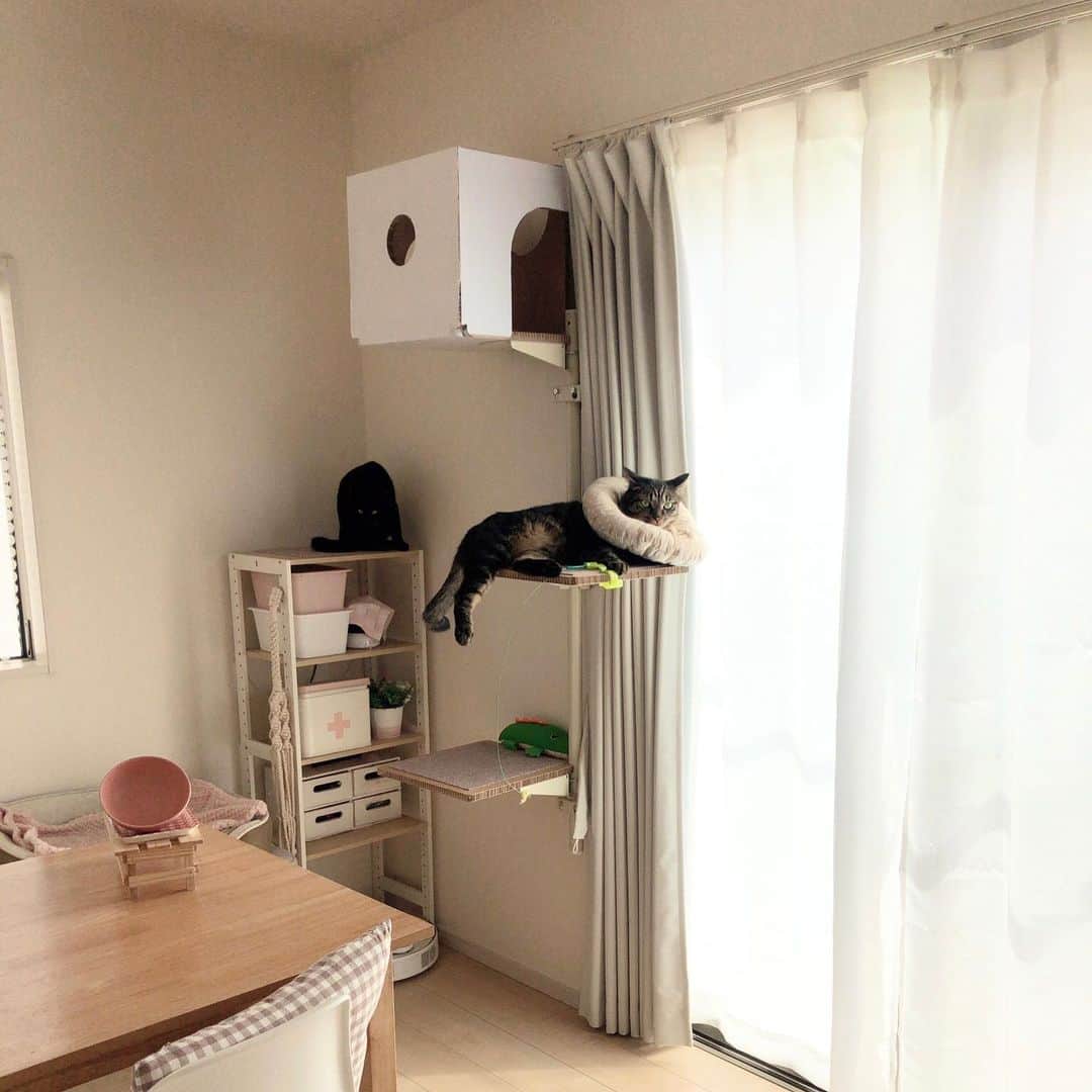 ♡caro꒰⌯͒•·̫•⌯͒꒱ ♡のインスタグラム：「最近ねこゴロンはルチ坊が大のお気に入りです💓 カラーしてても無理矢理BOX入って(笑)昼間はここから外を眺めたりして寛いでることが多いです✨ BOXは大人気でルチ坊入ってると妹達が「兄ちゃんずるい！」って文句を言ってたりします。それでも断固として退かない襟兄です。(笑) みんなのものだからね！  もともと近くに棚を置いてたんだけど、最上段にも飛び乗れるように一番上の段をキャットステップ代わりにしてます◎  我が家は窓枠にフレクリーン(収納式物干し竿みたいなやつ)を設置してあるのでフレクリーンの下にねこゴロンを設置しなくてはいけなくて、カーテンレールより45cmは下に設置しています。 そのおかげか、BOXを最上段に設置してもBOXの上辺がカーテンレールに当たることはありません👌 高さ的にちょうどいいなぁと思ってます♪  デメリットとしてはBOXの上によじ登ってそのままカーテンレールを歩こうとすることかな。そしてエアコンの上に乗るという…対策せねば…😅  #ねこゴロン #ねこゴロン公式アンバサダー #キャットタワー #ユニークライフ」