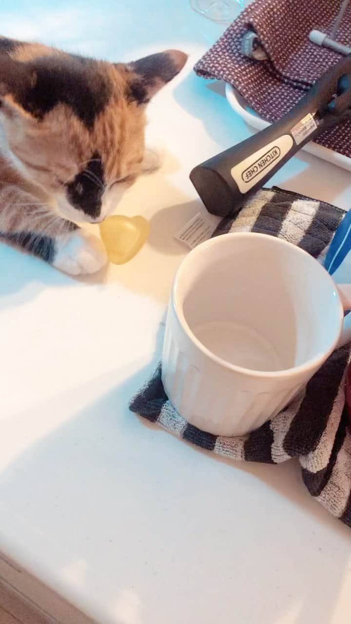 ♡caro꒰⌯͒•·̫•⌯͒꒱ ♡のインスタグラム：「ちょっと待てーーーぃ！な動画  どこからともなく、チュッチュクチュッチュクなんか音がすると思ったら… 洗って乾かしておいた哺乳瓶の乳首を吸ってたー😇  ※この後飲ませたら満足してすやすや眠りました。 5ヶ月ですが、まだ哺乳瓶大好きです😂  #哺乳瓶 #乳飲み子猫 #子猫 #babycat #kitty」