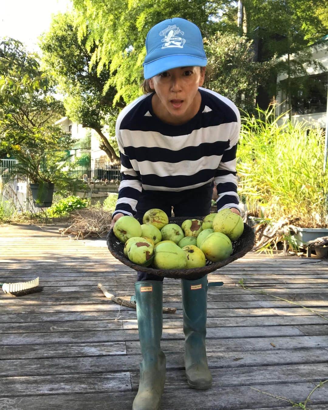 HARUKO（真木明子）さんのインスタグラム写真 - (HARUKO（真木明子）Instagram)「今年は花梨が豊作です❤️. . 去年は2個！. . お隣さんから屋根に落ちてすごい音がするからびっくりするのよ⁉️. . と伺い、早めに収穫。. . しばらく熟させて. かりんの蜂蜜漬けと. かりんジャムを作る予定❤️. . #ハルコノニワ#かりん#カリン#花梨#カリンジャム #手作りジャム#かりんのはちみつ漬け #果樹#庭仕事#ガーデニング#リッチーウィッチー#恵」9月21日 20時36分 - haruko227