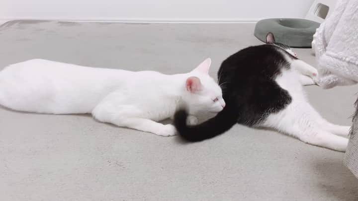 korokoronyaのインスタグラム：「✵*∗ 21 Sep, 2021  Let’s play with the Goma’s tail😏 * ゴマちゃんのしっぽカプカプで イラつかれるモッちゃん😏 * #ごまともち #うごくごまもち」