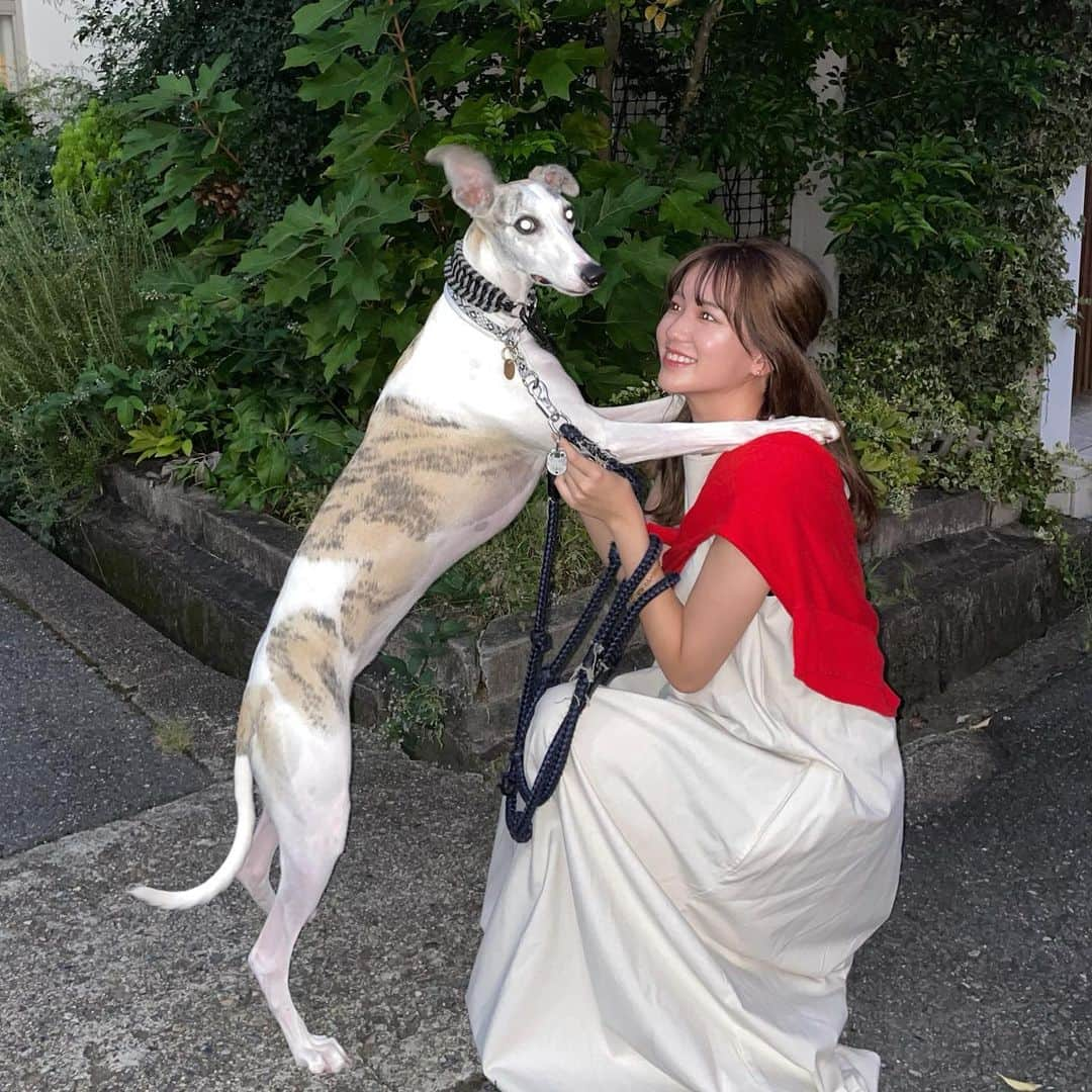 藤中里緒のインスタグラム：「愛犬のビビちゃん🐶  今夜は中秋の明月ですね☝🏻 日本海側はより満月が綺麗に見えるそうです🌕皆さん見ましたか？！ 私の家からも綺麗に見えました✨  犬の散歩に出る時、夕日が綺麗だと何故か幸せな気持ちになります🌇 空って不思議って思います💭  ビビちゃんのほかにもワンちゃんがいます😙何匹飼っているでしょうか🧐  この後21:30-ミクチャ配信です😍 まだ来たことない方も来ていただけたら嬉しいです😋  #同志社大学#ミスキャンパス同志社#わんちゃんのいる生活 #散歩#ミスコン#たすき掛け #ウィペット#ワンちゃん好きな人と繋がりたい #ウィペットとの暮らし #わんわん #fff#dog#おしゃれさんと繋がりたい #毎日コーデ#秋コーデ#中秋の名月#満月#満月の夜 #大阪#犬の散歩#散歩コーデ #ootd#ぴんちゃんの服#instadaily」