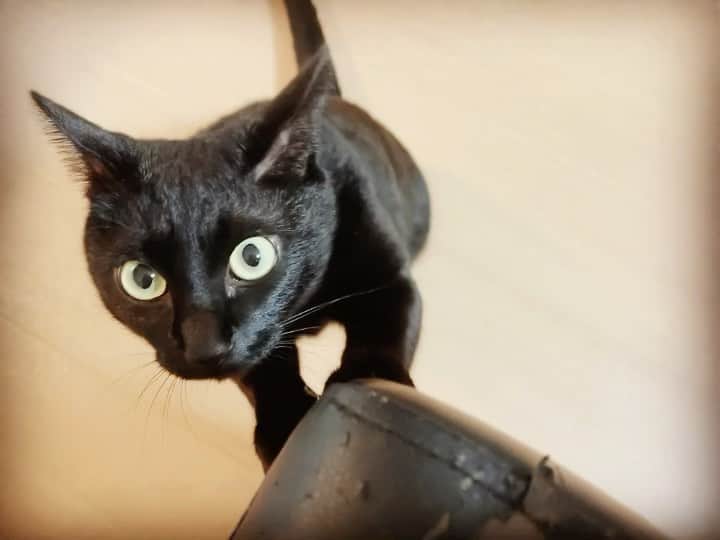 秋山ゆずきのインスタグラム：「. . 猫飼ってる人って どんなソファーにしてるのかな。 革ソファーは暑くてあまり得意じゃないけど猫の爪には強い。 このソファーは好きだけど もうボロボロ〜 私の座ってる所で爪を研ぐ。  爪とぎお忙しい〜  ガシャガシャなってるのは 自動猫じゃらしさん。  #爪とぎ #猫 #ねこのいる生活  #ソファーで爪とぎ #ソファ」