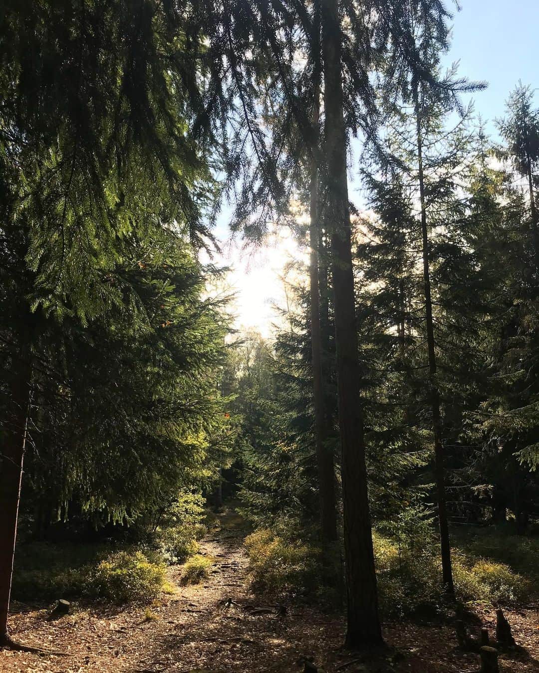 キーラ・コルピのインスタグラム：「🌲🇫🇮」