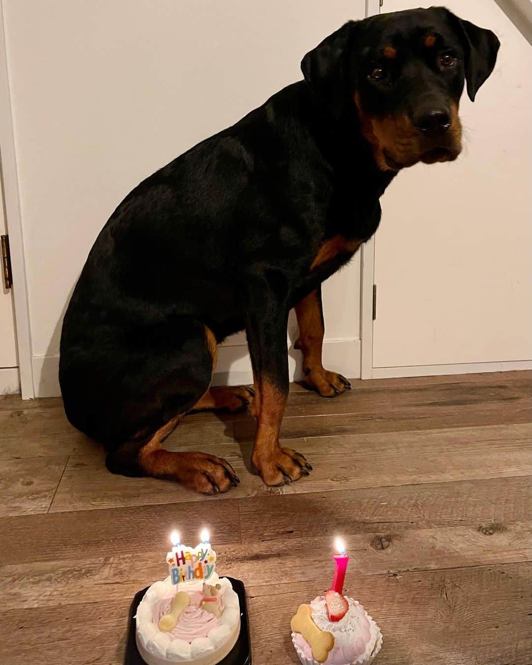 香川沙耶さんのインスタグラム写真 - (香川沙耶Instagram)「Happy Birthday my Love🧁❤️👶🏻 今日でエイプリルちゃん1歳になりました！ 体重だけあっという間に重くなって、 中身まーだまだBabyちゃん。 大型犬大変ですか？ってよく聞かれるけど、 幸せにしかしてくれないよ🥰 さやのところに来てくれてありがとう。 これからも楽しいことたくさん一緒にしようね！ I love you April🥰ちゅちゅ (初ケーキこわくて距離取ってます🤣w) #birthdaydog #rottweiler  #ロットワイラー #一歳誕生日」9月22日 21時28分 - saya.kagawa