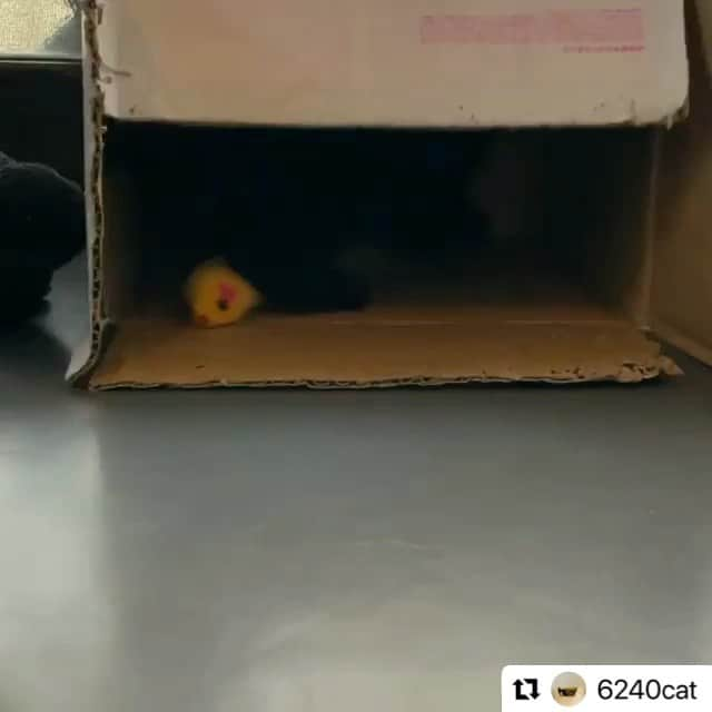 ERIのインスタグラム：「#Repost @6240cat with @make_repost ・・・ ネズミのおもちゃで狂ったみたいに遊ぶカミナリちゃん(家族募集中)と、そのねずみをしれっと奪っていく雲ちゃん。  #ひとつ目早送りじゃないよ  #譲渡会参加します  #詳しくはプロフィールのリンクから  #保護猫 #里親募集中 #里親募集 #黒猫 #子猫 #黒猫部 #黒猫の可愛さ伝え隊 #カギしっぽ #にゃんすたぐらむ #ねこすたぐらむ #猫動画 #ミャオねこ #文京区」