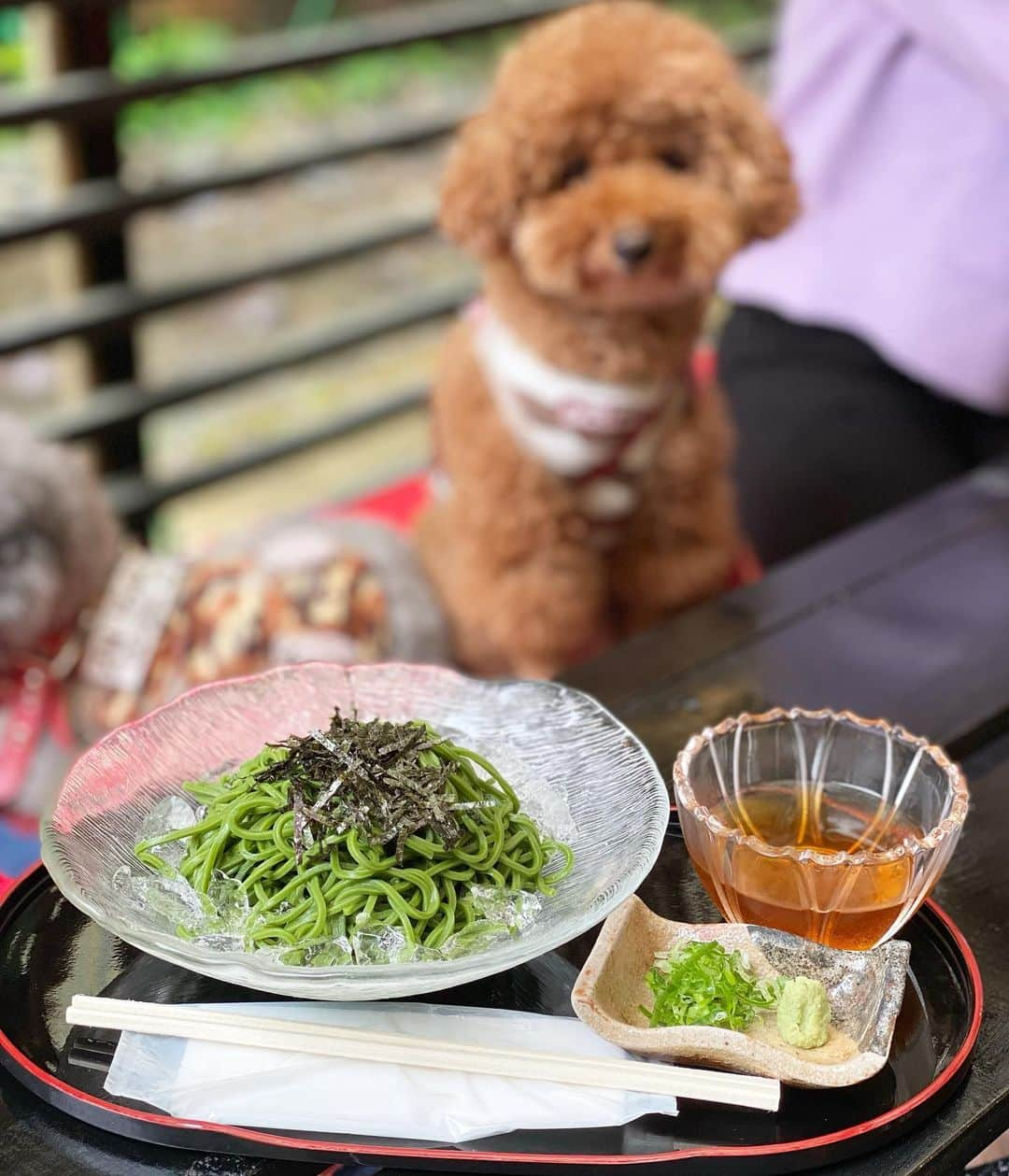 照井和希さんのインスタグラム写真 - (照井和希Instagram)「愛犬とお出かけ in 京都⛩  先日くまもちゅ連れて京都の神社巡りへ行って来ました🐾 愛犬と行けるカフェも沢山あって 自然の匂いを楽しみながらのお散歩もできて 飼い主＆わんこ共々楽しめた1日でした🤎🤍  カフェや愛犬と行くお出かけスポットは くまもちゅのアカウントで更新しているので 良かったら参考にして下さい☺️🐾  『  @kumamochuyu 』  この日着てたワンピースは ヨンアさん @youn1029  のブランド @coel.official のものです♡ お気に入りすぎてずっと愛用してます🧸🐾  ． ． ． #coel #ワンピース #京都 #愛犬とお出掛け #いぬすたぐらむ #トイプードル #トイプードルレッド #トイプードルシルバー #関西わんこ #京都カフェ #京都観光 #貴船神社 #貴船川床 #貴船ランチ #京都グルメ #愛犬と旅行 #いぬとの暮らし #kyoto #多頭飼いの幸せ #といぷーどる部 #エアバギー #ペットカート」9月22日 16時44分 - kazu24ki