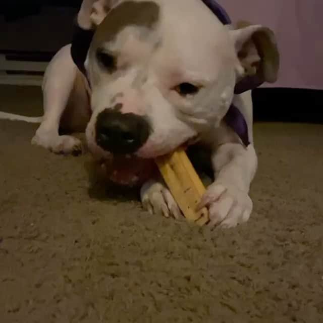 Pit Bull - Fansのインスタグラム：「Looking for a long-lasting chew that is actually healthy for your pup? The #HimalayanGnawers from @naturaldogcompany are a great option! They’re 100% natural, easy to digest, and are full of protein & healthy fats. Good for the mind, body & teeth 😉 • 🐾 SAVE 20% off @naturaldogcompany with code PITFANS at NaturalDog.com ▪️ worldwide shipping ▪️ ad 📷: @turrittoman」