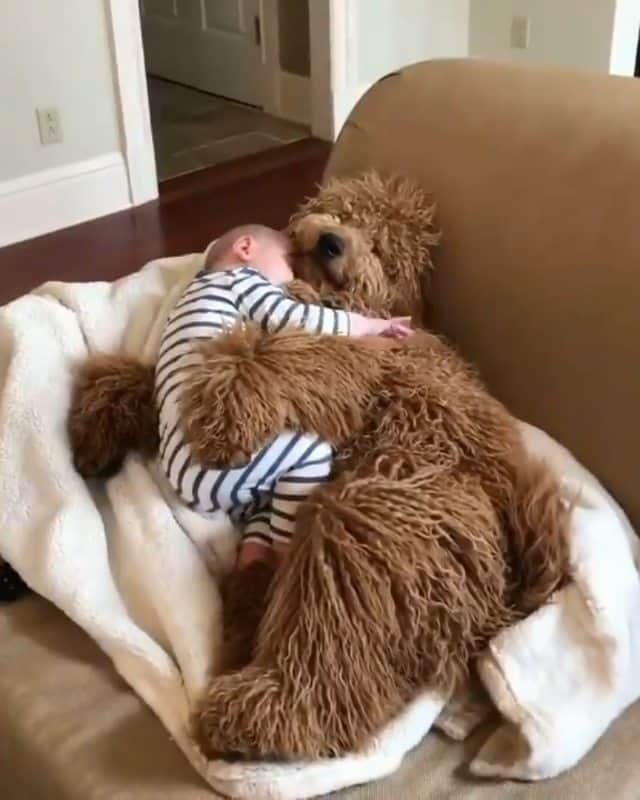 Beautiful Nature & Animalsのインスタグラム：「Cuddle sesh 👶🏻🐶  How cute are these two? 🥰 By @samsonthedood」