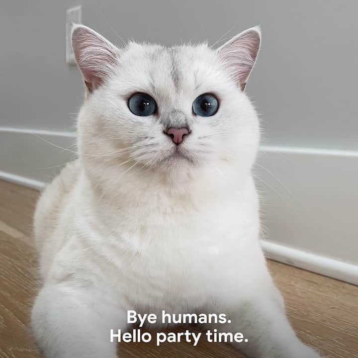 コビーのインスタグラム：「#Ad The new Nest Cams from Google have built-in intelligence that send alerts* to my humans about important events — like parties I throw when they’re not home. Whoops. Busted.    Do you throw down when your humans aren’t home, too? Share your own Nest Cam pet videos with #CaughtOnNestCam for a chance to be featured on @madebygoogle   *Working internet & Wi-Fi required.」