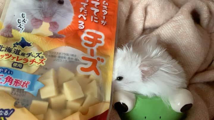 田中めぐみのインスタグラム：「【#チーズ】  🐹：もちろん、好物なのよ〜👅  ハムスターが🤲 《おててにもって食べる🧀チーズ🧀》  美味しさ知っているので…💓 一口で丸飲みです😋 (頬袋に入れてお持ち帰り)❣️  #ハムスターぴぉ #ぴぉ #ハムスター #長毛ハムスター #ハムスタグラム #はむすたぐらむ  #ハムスターのいる生活 #ハムスターのいる暮らし #ハムスター好きな人と繋がりたい  #ゴールデンハムスター #ゴールデンハムスター長毛  #hamster #hamsters #hamsergram #hamsterlove」