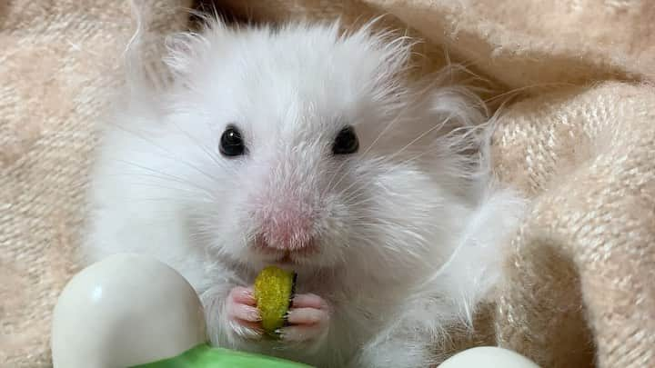 田中めぐみのインスタグラム：「【#かぼちゃ】  🐹：ムシャムシャ👅  ベジタブルミックスのカボチャ🎃 甘みが、お気に入りなんだよね〜😋  #ハムスターぴぉ #ぴぉ #ハムスター #長毛ハムスター #ハムスタグラム #はむすたぐらむ  #ハムスターのいる生活 #ハムスターのいる暮らし #ハムスター好きな人と繋がりたい  #ゴールデンハムスター #ゴールデンハムスター長毛  #hamster #hamsters #hamsergram #hamsterlove」