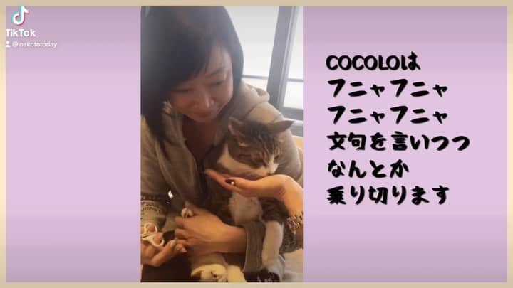 川上麻衣子のインスタグラム：「猫の爪切りはひと仕事！保護猫ちゃんの初めての爪切りも！ YouTube川上麻衣子ねこと今日UPしました！  https://youtu.be/3Fv1NArVIp4」