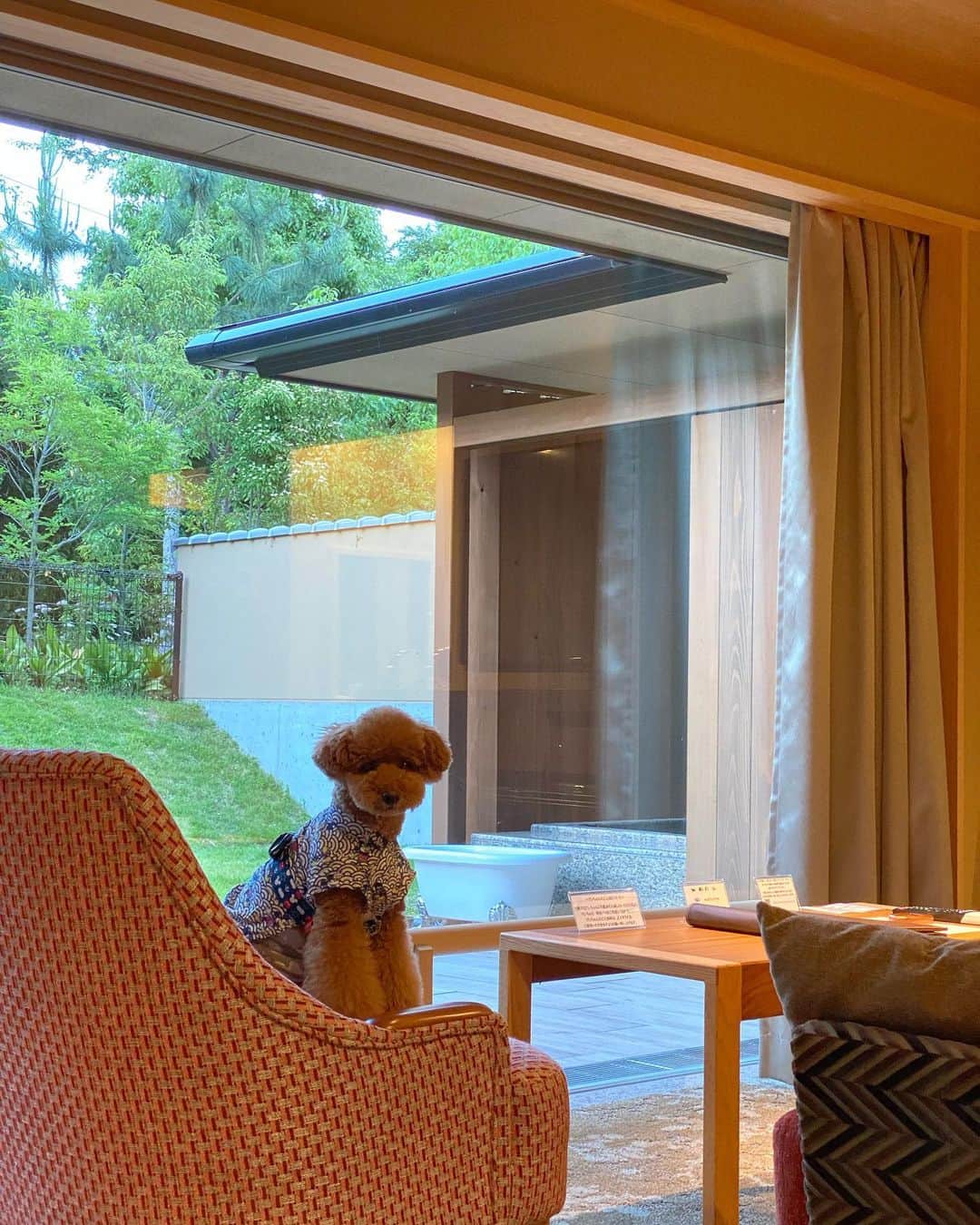 照井和希さんのインスタグラム写真 - (照井和希Instagram)「愛犬と旅行 in 滋賀県🐶🐾  めっちゃ時差更新ですが…（笑） 愛犬もちゅの8歳の誕生日のお祝いで ずーーっと行ってみたかったホテル！！ びわ湖松の浦別邸へ行って来ました🐶🎂🐾 ☑︎ @biwamatsunoura   着いてすぐにホテルの人が迎えに来てくれて 愛犬の事も『くま君、もちゅ君』って 人間の子供みたいに優しく接して下さって…😭✨ 受付してる最中も人間だけでなく、しかも先に 愛犬達にウェルカムおやつとお水を出してくれました😭感動w  愛犬と泊まれる宿なだけあって もの凄くお犬様ファースト😭😭🐾 ペット用アメニティやグッズ盛り沢山…✨ 夜も朝も犬用ビュッフェ(めっちゃお洒落) 朝ごはんも堪能出来ました😭✨✨  ディナーではもちゅのサプライズケーキも出してくれて😭 スタッフ皆様から可愛い可愛いして頂き 言うなれば、犬のディズニーランドかのような扱いを受け😭✨笑 今まで行って来た宿の中でも好対応を受け毎度感激😂✨  しかもこの宿 ハーゲンダッツもドリンクも食べ放題飲み放題で← お食事もめっちゃ美味しくて飼い主も楽しめた1日でした😭♡笑  今回私が泊まった部屋は プライベートドッグラン付きのお部屋でしたが 宿泊者みんなが使えるドッグランもあって 客室露天風呂も付いてるし😭✨✨ ずっと1日中楽しめる事ができます🐶🐾  有名＆人気過ぎて来年まで 予約取れないほどのお宿だけど キャンセルが狙い目ですｗｗｗｗ😂✨  愛犬家さんには絶対絶対絶対 行って欲しい宿でございました😭✨✨  くまもちゅのアカウントでも ちょこちょこ更新してるので是非 チェックしてくださいね☺️🐶🐾 @kumamochuyu   ． ． ． #びわ湖松の浦別邸    #トイプードル #トイプードルシルバー #ひつじカット #といぷー #いぬすたぐらむ #保護犬カフェ卒業生 #保護犬 #元繁殖犬 #고양이 #캣스타그램 #냥집사 #새끼고양이 #길고양이 #トイプードルレッド #トイプードル男の子 #愛犬とお出掛け #関西わんこ #愛犬との暮らし #愛犬と行ける #ペット博 #ペット博大阪 #インテックス大阪 #多頭飼いの幸せ #トリミング #トリミングサロン #ドッグウェア #琵琶湖」9月23日 12時17分 - kazu24ki