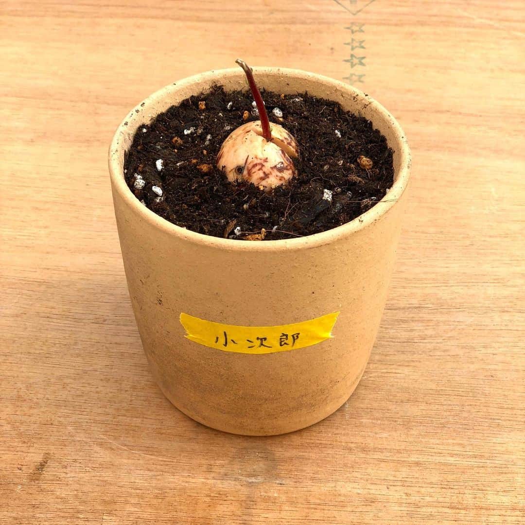 Ari Keitaさんのインスタグラム写真 - (Ari KeitaInstagram)「アボカドの種から芽が出てきたので、土で育成開始！  #avocado #アボガド」9月23日 12時53分 - ariorali