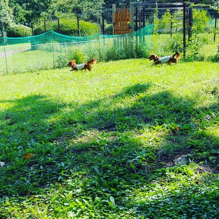 菊間千乃のインスタグラム：「今日は暑いですね😵 ワンコは走って走って大騒ぎ🐕🐕🐕」