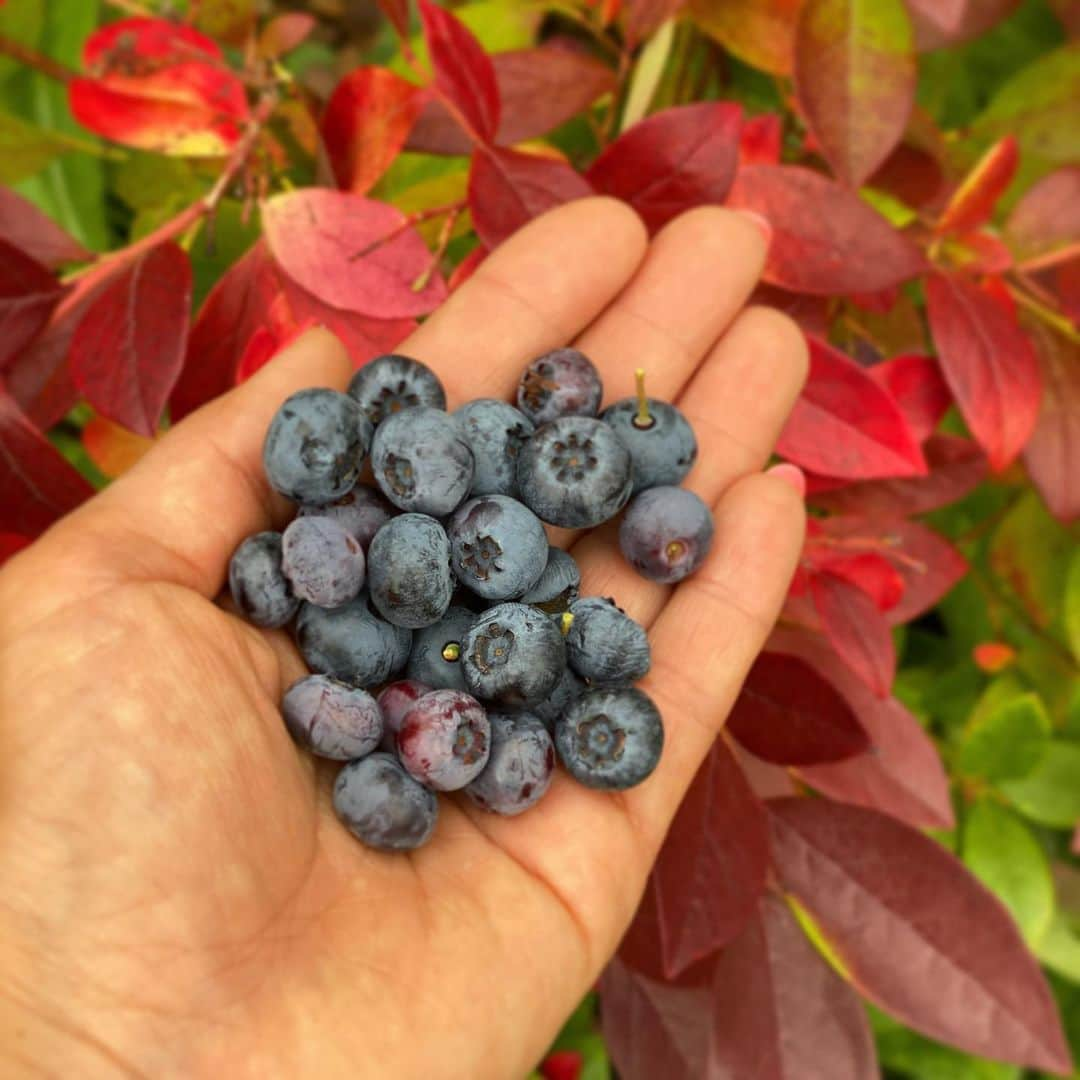 レイチェル・クーさんのインスタグラム写真 - (レイチェル・クーInstagram)「This is my blueberry (not the wild ones you get in Swedish forests) harvest from this year.  Now the burning question is, do I share them or pretend the local magpie had eaten them all? 😉 🐧 🫐 What would you do? . . . . . . . . . . . . . #homegrown #blueberries #rachelkhoo #food #toshareornottoshare #handful #healthy #naturesvitamines」9月24日 1時43分 - rachelkhooks