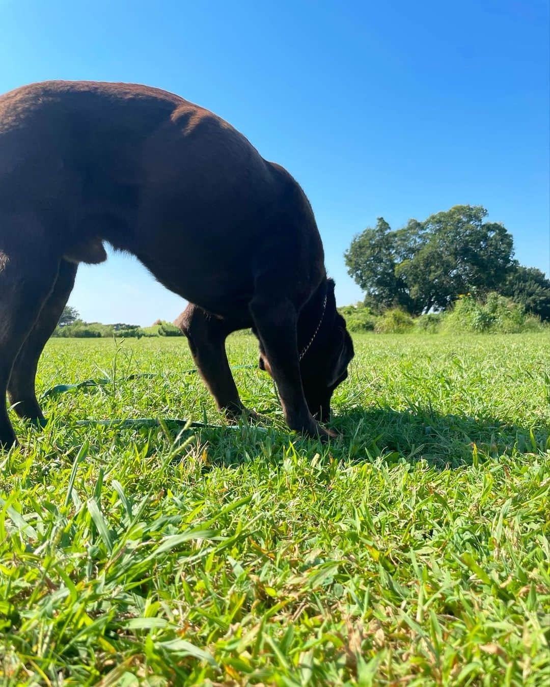 masakiさんのインスタグラム写真 - (masakiInstagram)「fri.24 Sep.2021 天高く馬肥ゆる秋🐎 草をはみはみ森ヴォルス」9月24日 10時13分 - mogurapicassowols