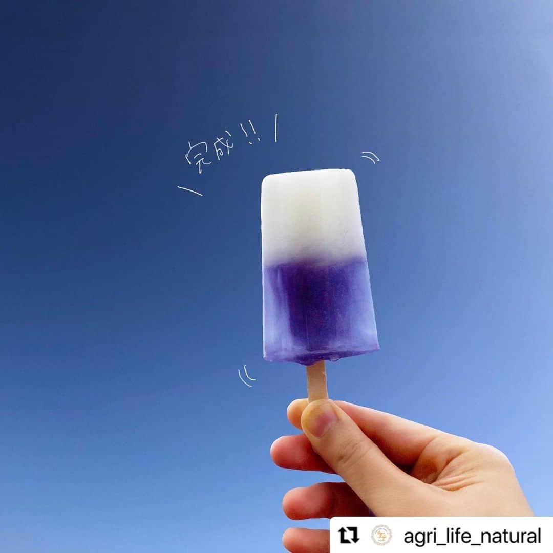 Vegan Organic Colorsさんのインスタグラム写真 - (Vegan Organic ColorsInstagram)「#Repost @agri_life_natural ... Cool Mt. Fuji Popsicle🗻 . . Here's a recipe for a cool Mt. Fuji popsicle with a beautiful contrast of white and blue using butterfly peas! ✨ . . [Material 0 Butterfly Pea Tea 1 packet (2 or 3 for petals) 1 tablespoon sugar 0Lactic acid bacteria drink 100ml . [How to make it] 1) Brew a strong Butterfly Pea tea with 250 ml of hot water, dissolve the sugar, and let it cool until it is off the heat. Fill the container halfway with the lactobacillus drink and freeze it in the freezer. Once the lactobacillus drink is frozen, add the butterfly pea tea to the other half of the container, freeze, and you're done! . . It was interesting to see the slightly different textures of white and blue 😋. I hope you'll give it a try too! . #popsicle #icebar #ice #icecream #butterflypea #butterflypeatea #blue #snack #hometime #home cafe #homemadesweets #fuji #blue #sweets #icecandy #colddesert #Repost」9月24日 10時49分 - organiccolors