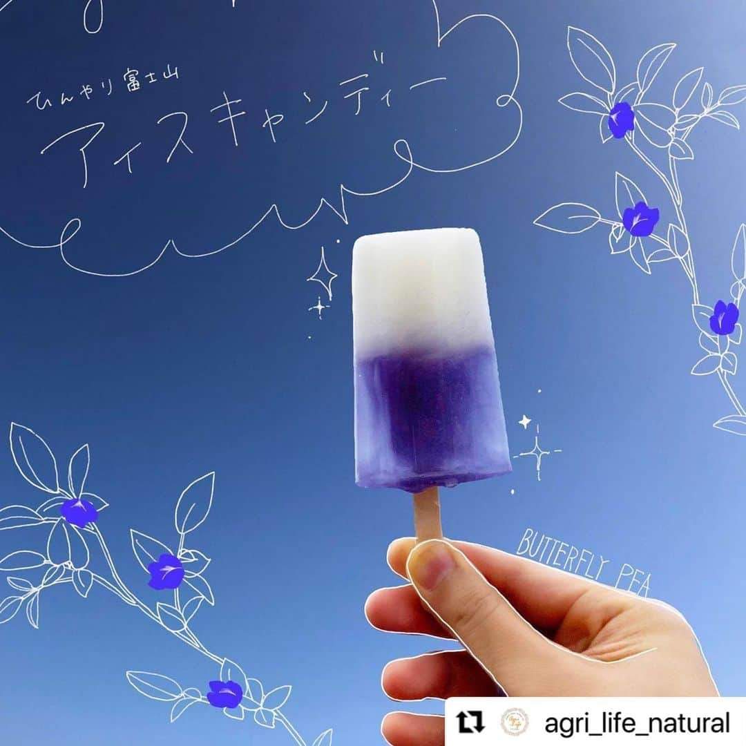 Vegan Organic Colorsのインスタグラム：「#Repost @agri_life_natural ... Cool Mt. Fuji Popsicle🗻 . . Here's a recipe for a cool Mt. Fuji popsicle with a beautiful contrast of white and blue using butterfly peas! ✨ . . [Material 0 Butterfly Pea Tea 1 packet (2 or 3 for petals) 1 tablespoon sugar 0Lactic acid bacteria drink 100ml . [How to make it] 1) Brew a strong Butterfly Pea tea with 250 ml of hot water, dissolve the sugar, and let it cool until it is off the heat. Fill the container halfway with the lactobacillus drink and freeze it in the freezer. Once the lactobacillus drink is frozen, add the butterfly pea tea to the other half of the container, freeze, and you're done! . . It was interesting to see the slightly different textures of white and blue 😋. I hope you'll give it a try too! . #popsicle #icebar #ice #icecream #butterflypea #butterflypeatea #blue #snack #hometime #home cafe #homemadesweets #fuji #blue #sweets #icecandy #colddesert #Repost」